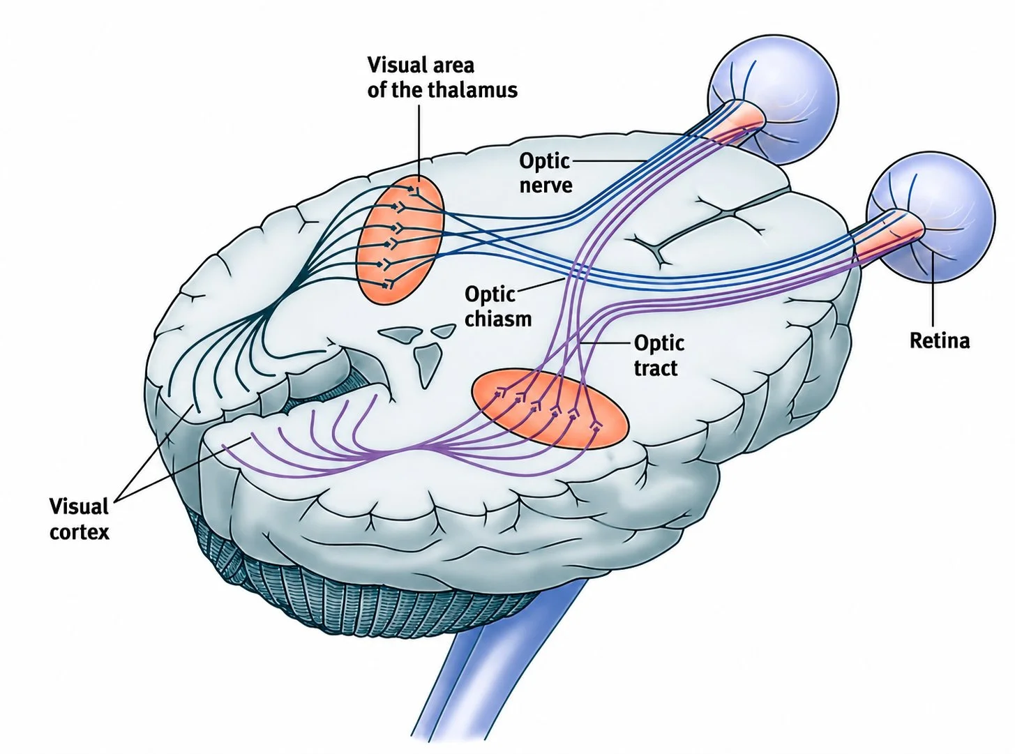 Neuro-Ophthalmology-5